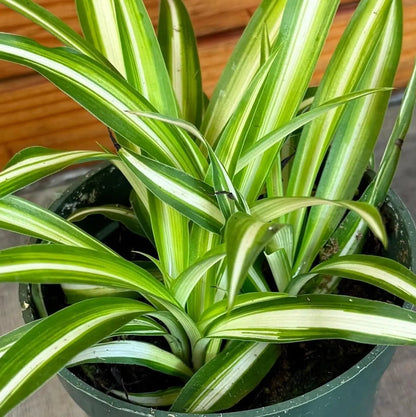 Chlorophytum Variegated Spider Plant 4 Inch Pot