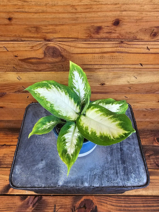 - image on Tampa Home & Garden Store