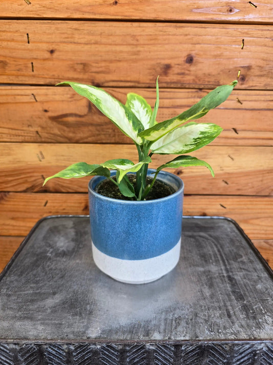 - image on Tampa Home & Garden Store