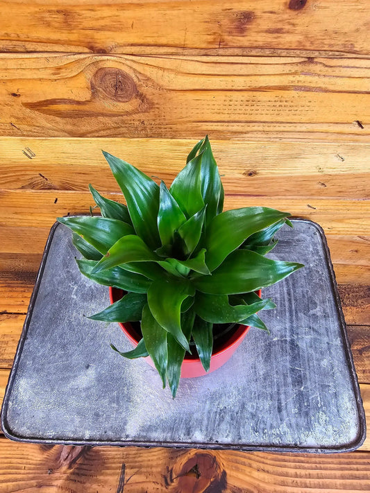 - image on Tampa Home & Garden Store