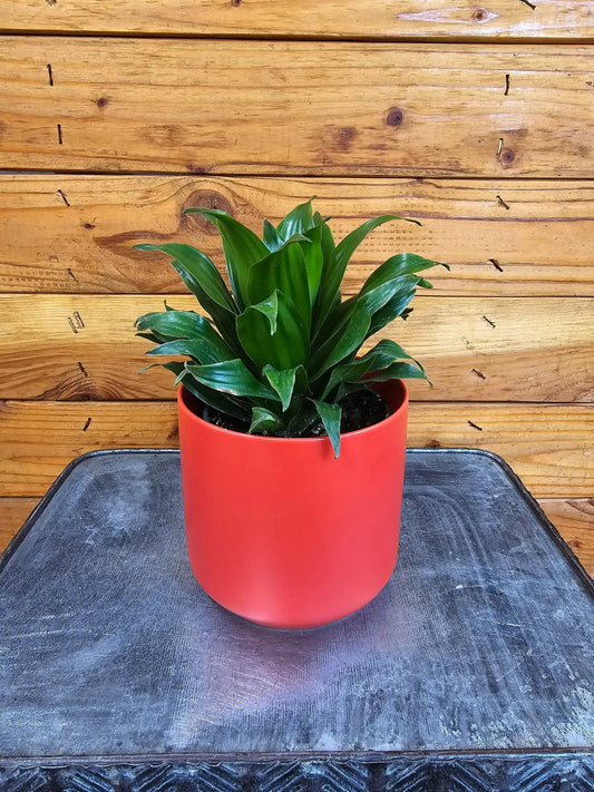 - image on Tampa Home & Garden Store