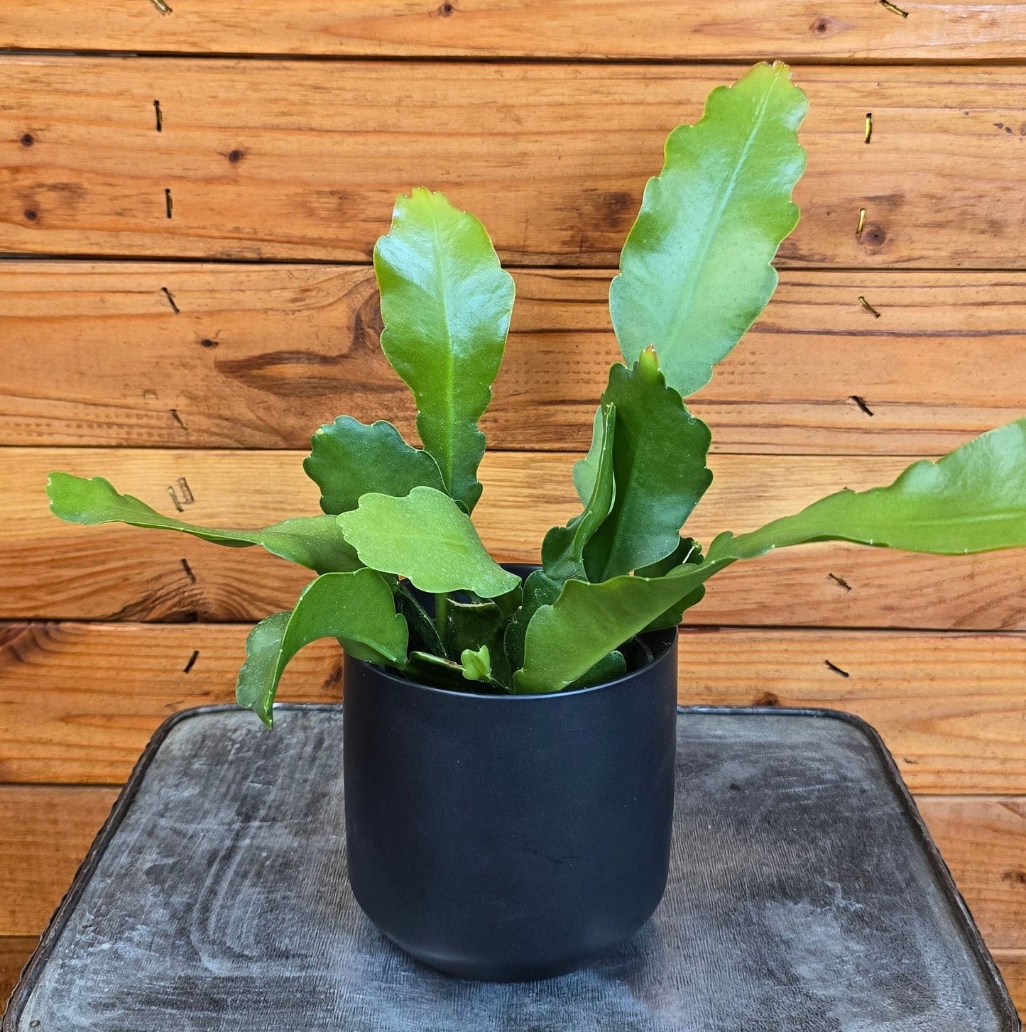 Epiphyllum Anguliger Cactus orquídea cola de castor, planta de 4"