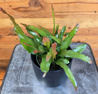 Epiphyllum Anguliger Cactus orquídea de fuego, planta de 4"