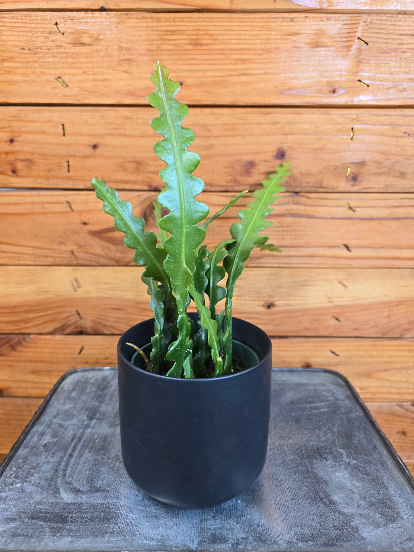 Epiphyllum Anguliger Ric Rac Cactus, planta de 4"