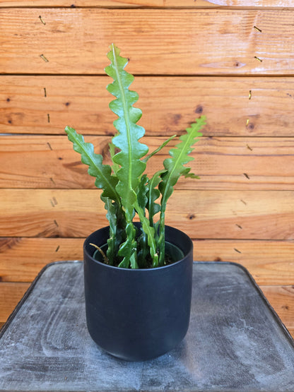 Epiphyllum Anguliger Ric Rac Cactus, planta de 4"
