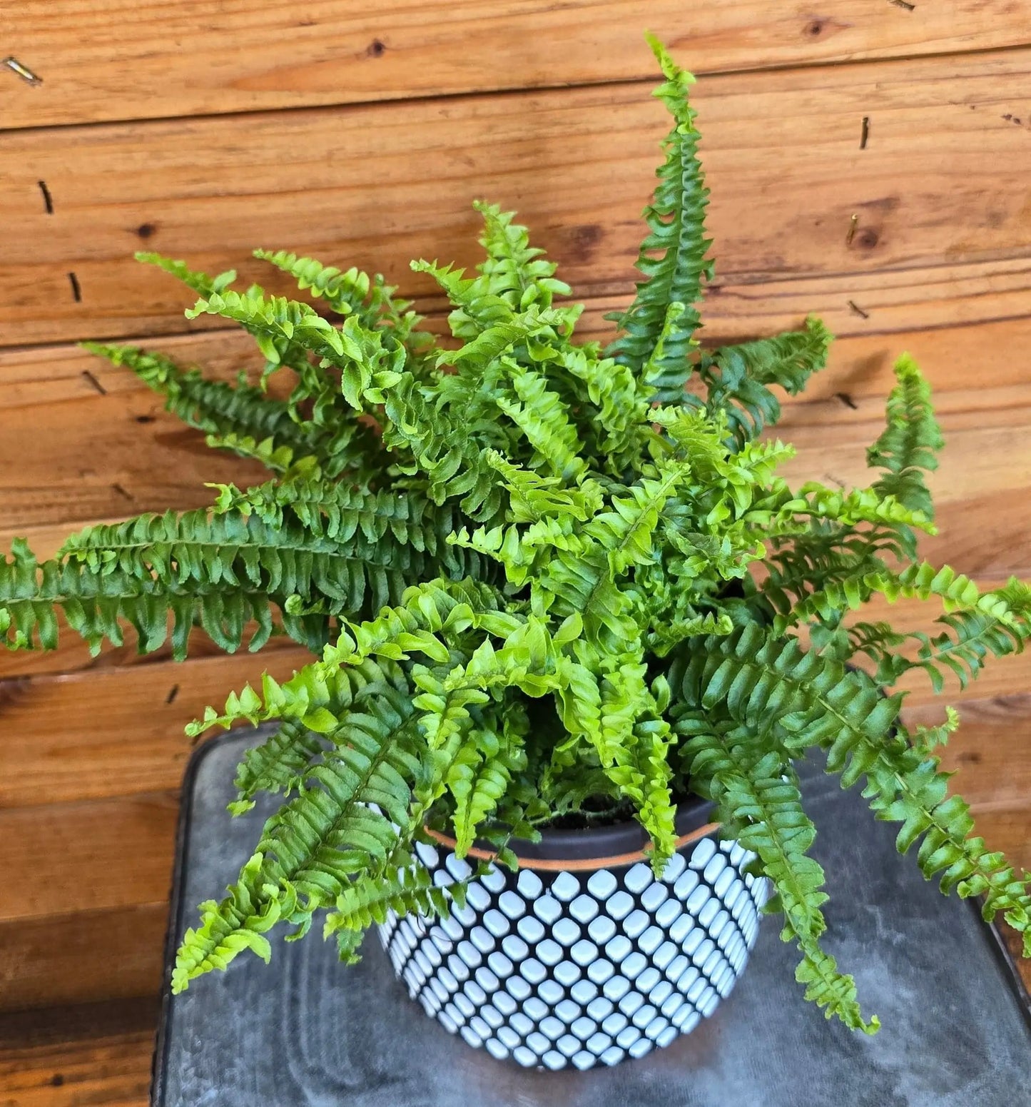 Compact Boston Fern Plant for Indoors 6 Inch Size
