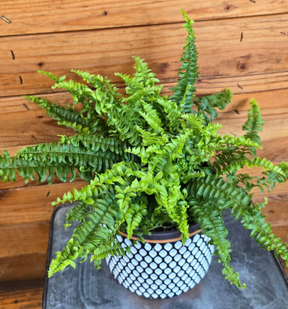 Compact Boston Fern Plant for Indoors 6 Inch Size