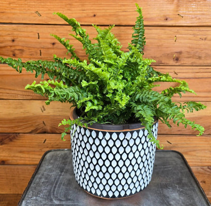 Compact Boston Fern Plant for Indoors 6 Inch Size