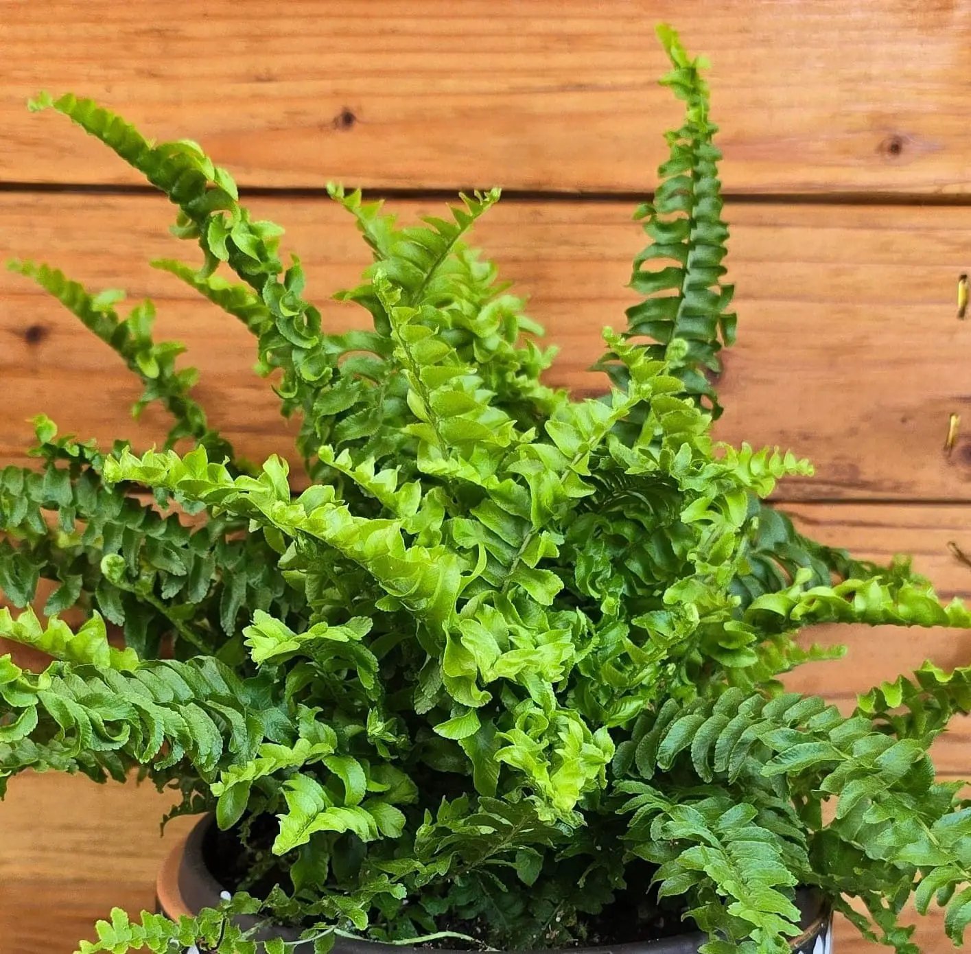 Compact Boston Fern Plant for Indoors 6 Inch Size