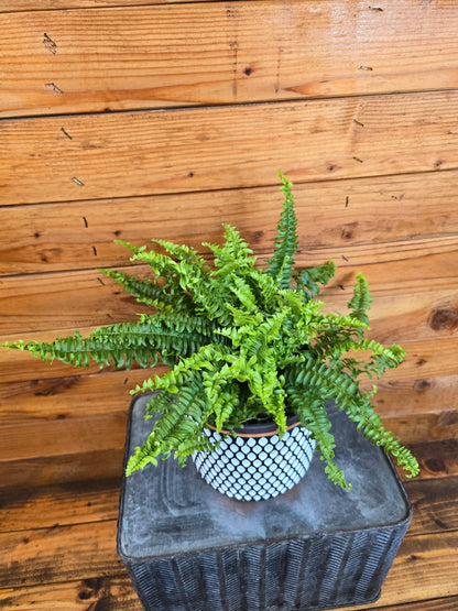Compact Boston Fern Plant for Indoors 6 Inch Size