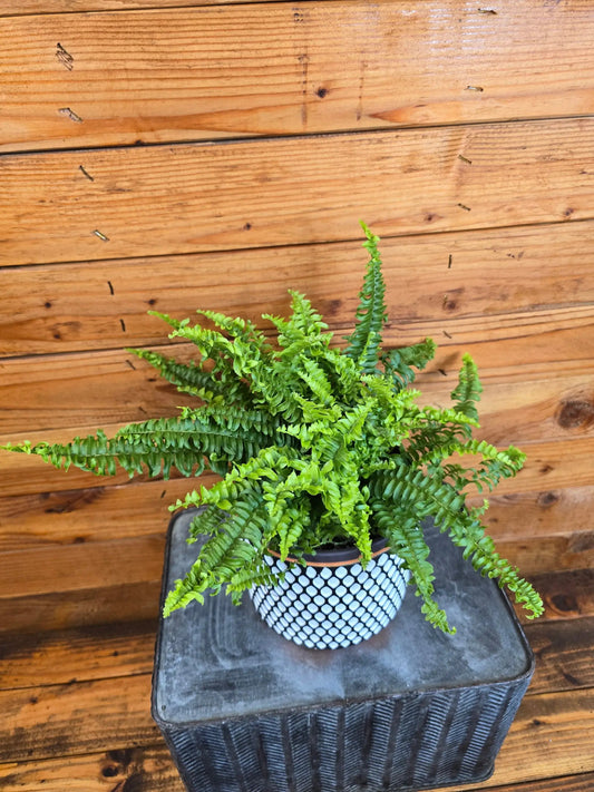Fern Compact Boston 6-inch houseplant with green fronds in a blue-white patterned pot on Tampa Home & Garden Store