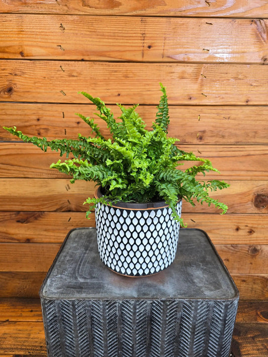 Fern Compact Boston 6-inch plant with lush green fronds in a black-and-white patterned pot on Tampa Home & Garden Store