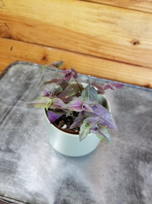 - image on Tampa Home & Garden Store