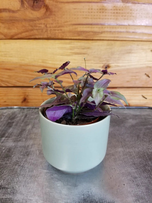 - image on Tampa Home & Garden Store