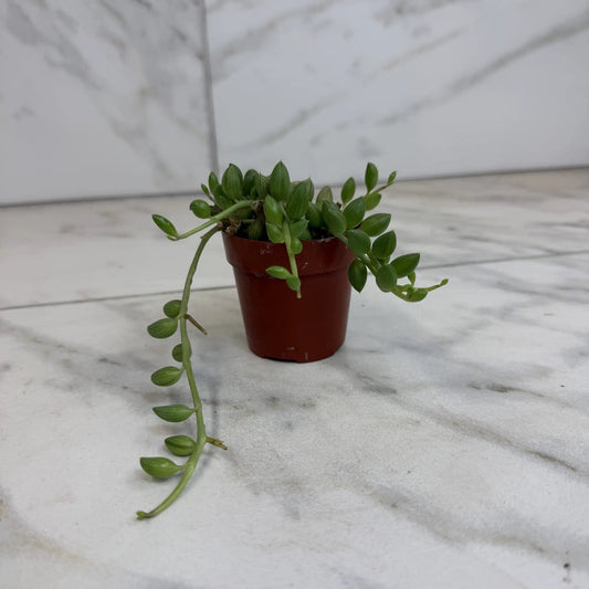 Herreianus String of Watermelons succulent trailing in red pot, 2-inch plant by The Plant Farm® on Tampa Home & Garden Store