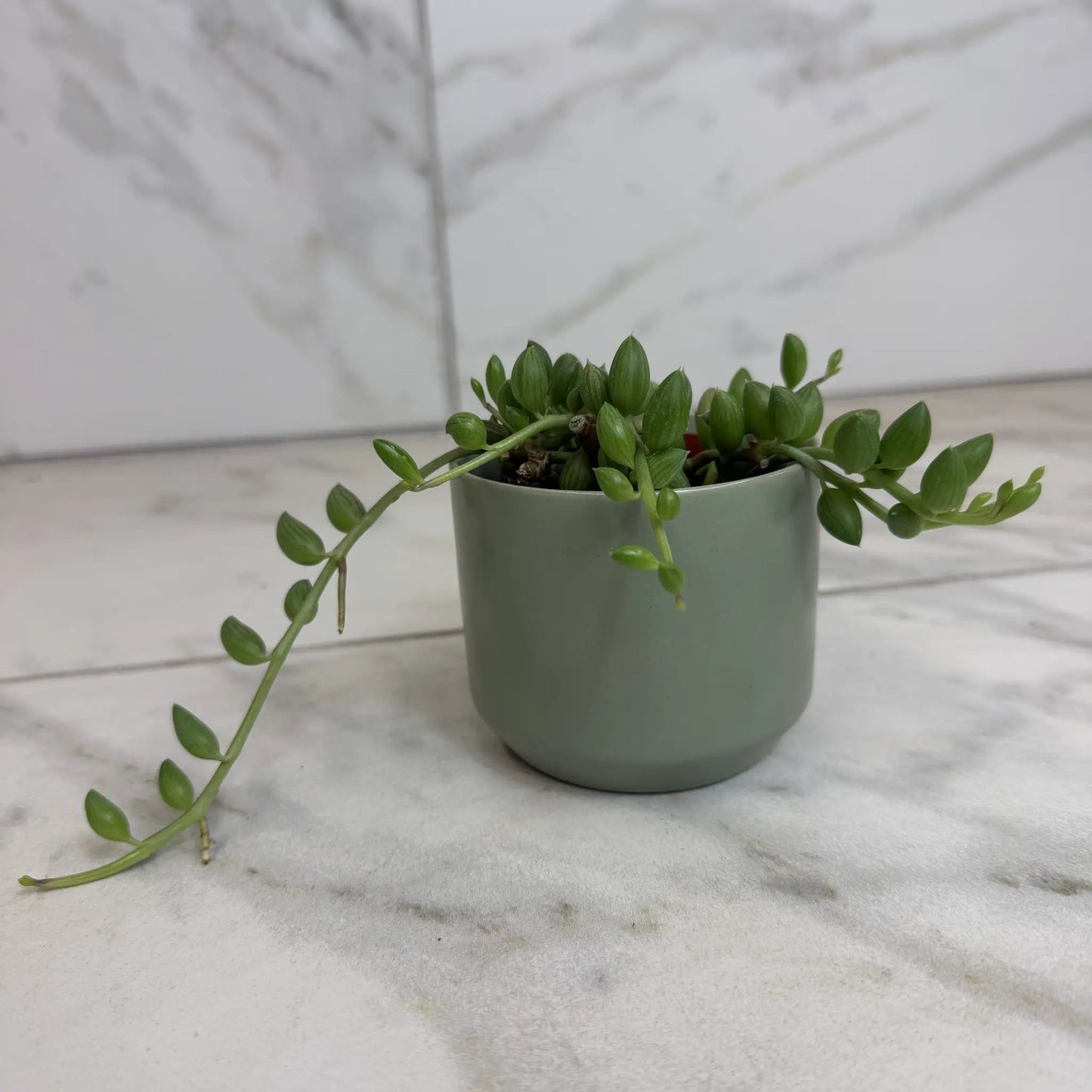 String of Watermelons 2 Inch Plant Compact