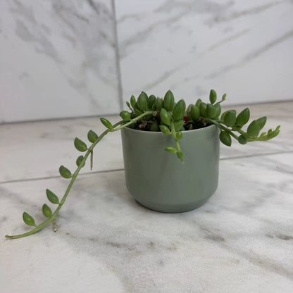 String of Watermelons 2 Inch Plant Compact