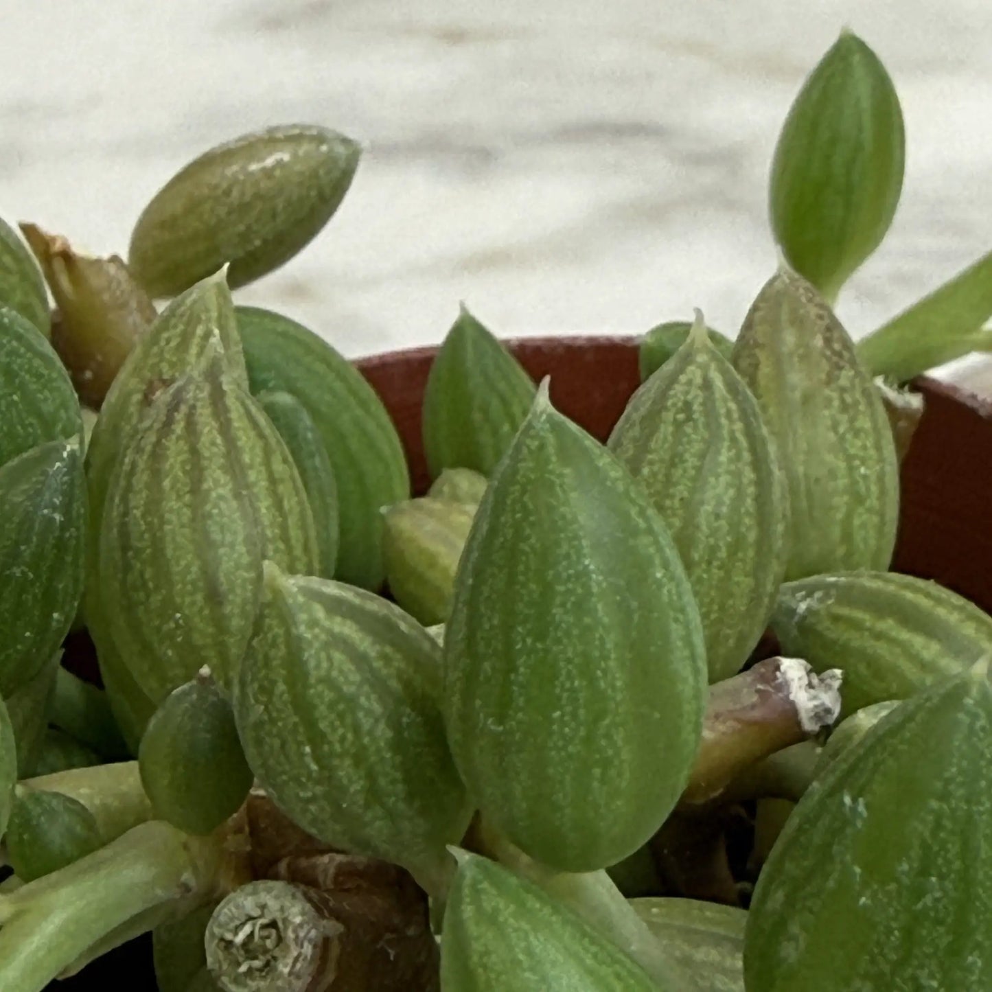 String of Watermelons 2 Inch Plant Compact