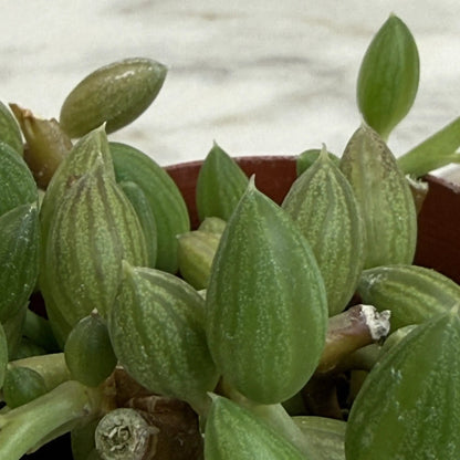 String of Watermelons 2 Inch Plant Compact