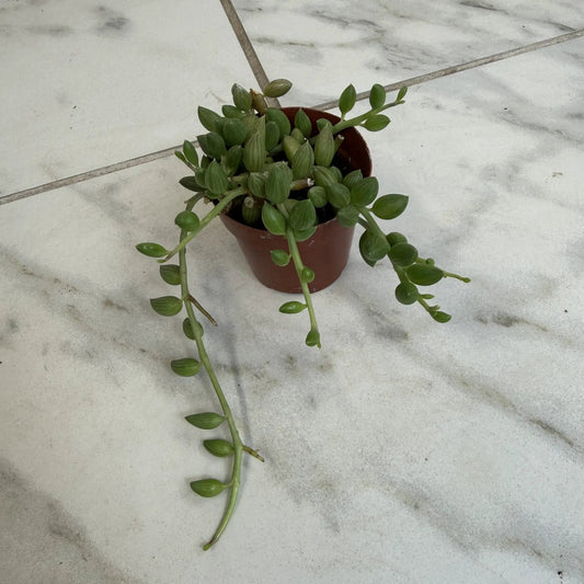 Herreianus String of Watermelons, trailing succulent with small green leaves in red pot on Tampa Home & Garden Store