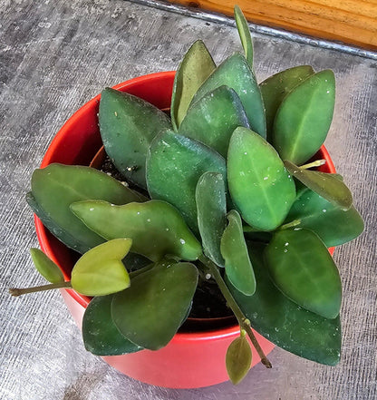 Hoya Bilobata, planta de 2"