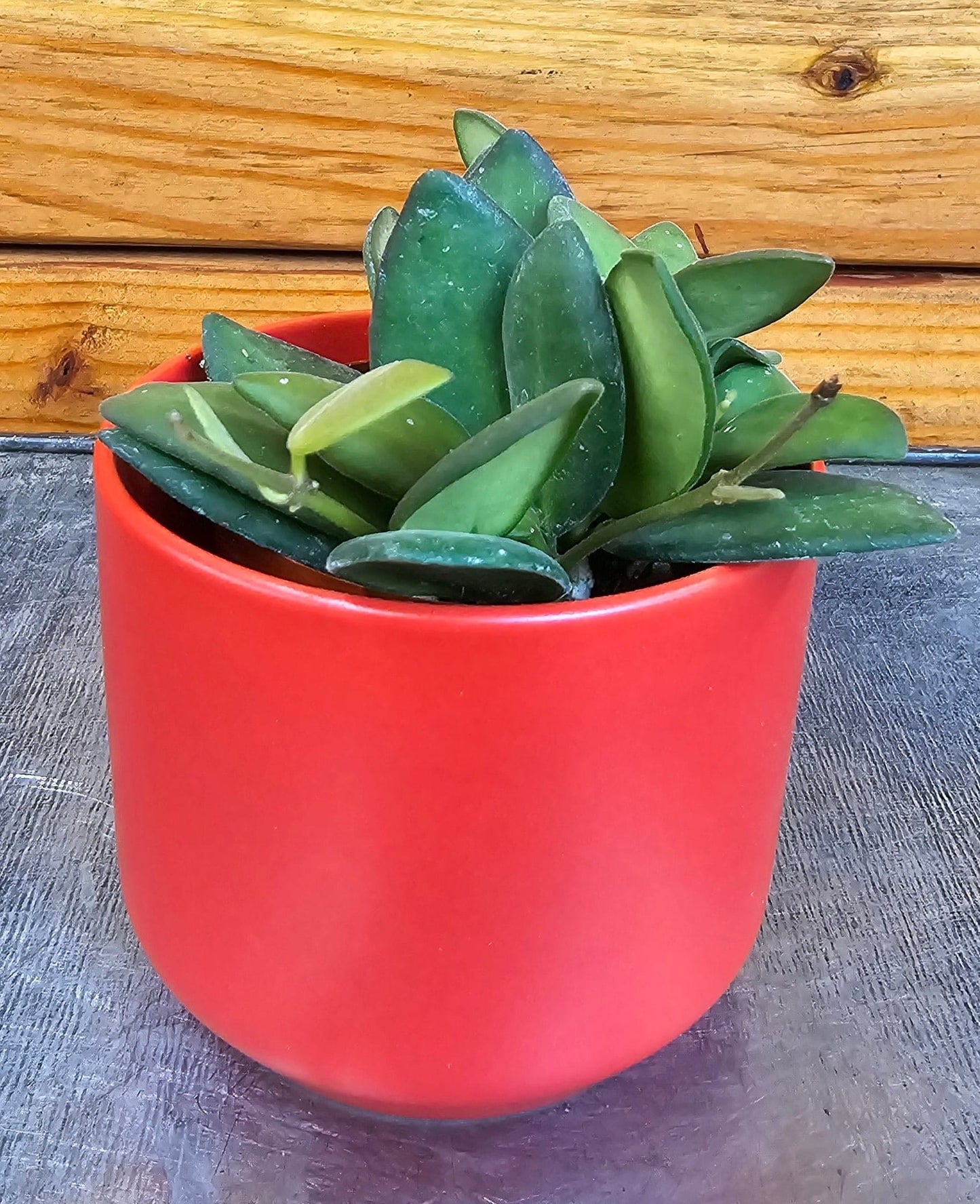 Hoya Bilobata, planta de 2"