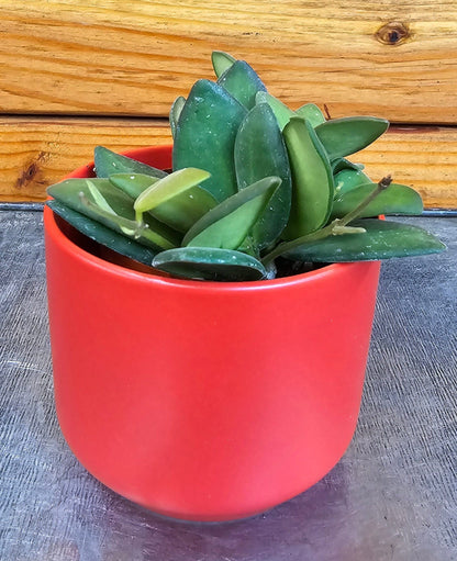 Hoya Bilobata, planta de 2"