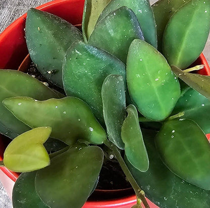 Hoya Bilobata, planta de 2"
