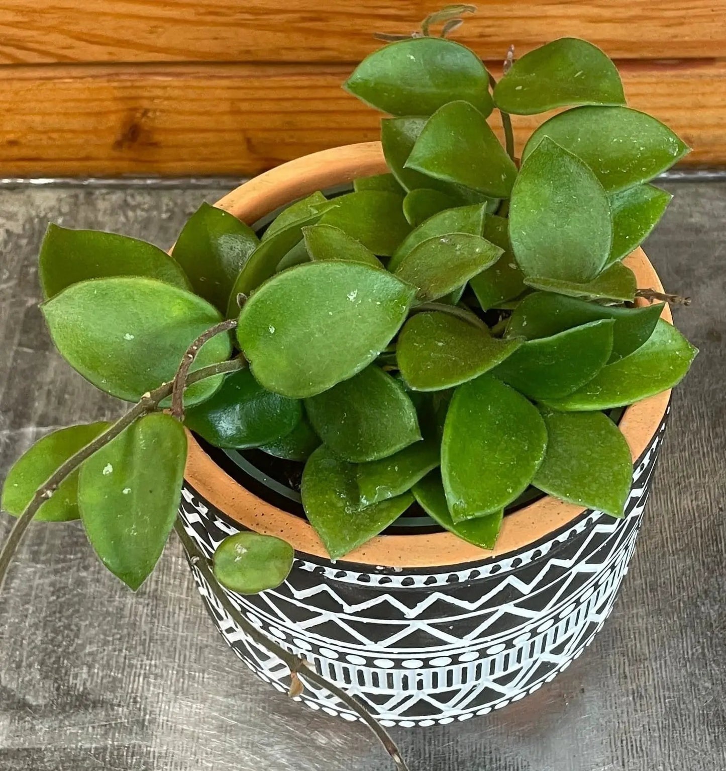 Hoya Chouke Hybrid Plant 4 Inch Pot Home Decor