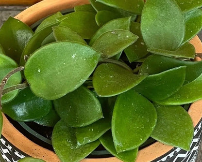 Hoya Chouke Hybrid Plant 4 Inch Pot Home Decor