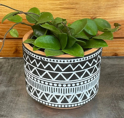 Hoya Chouke Hybrid Plant 4 Inch Pot Home Decor
