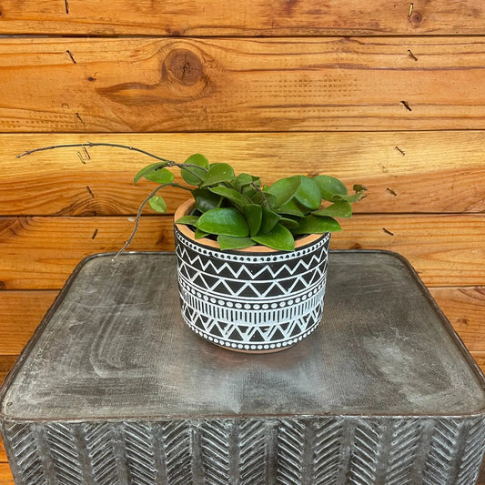 Hoya CV Chouke 4-inch plant in a black-and-white geometric patterned pot on rustic wood backdrop on Tampa Home & Garden Store