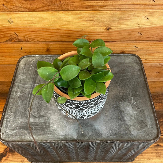 Hoya CV Chouke 4in plant with glossy green leaves in patterned black/white pot The Plant Farm® on Tampa Home & Garden Store