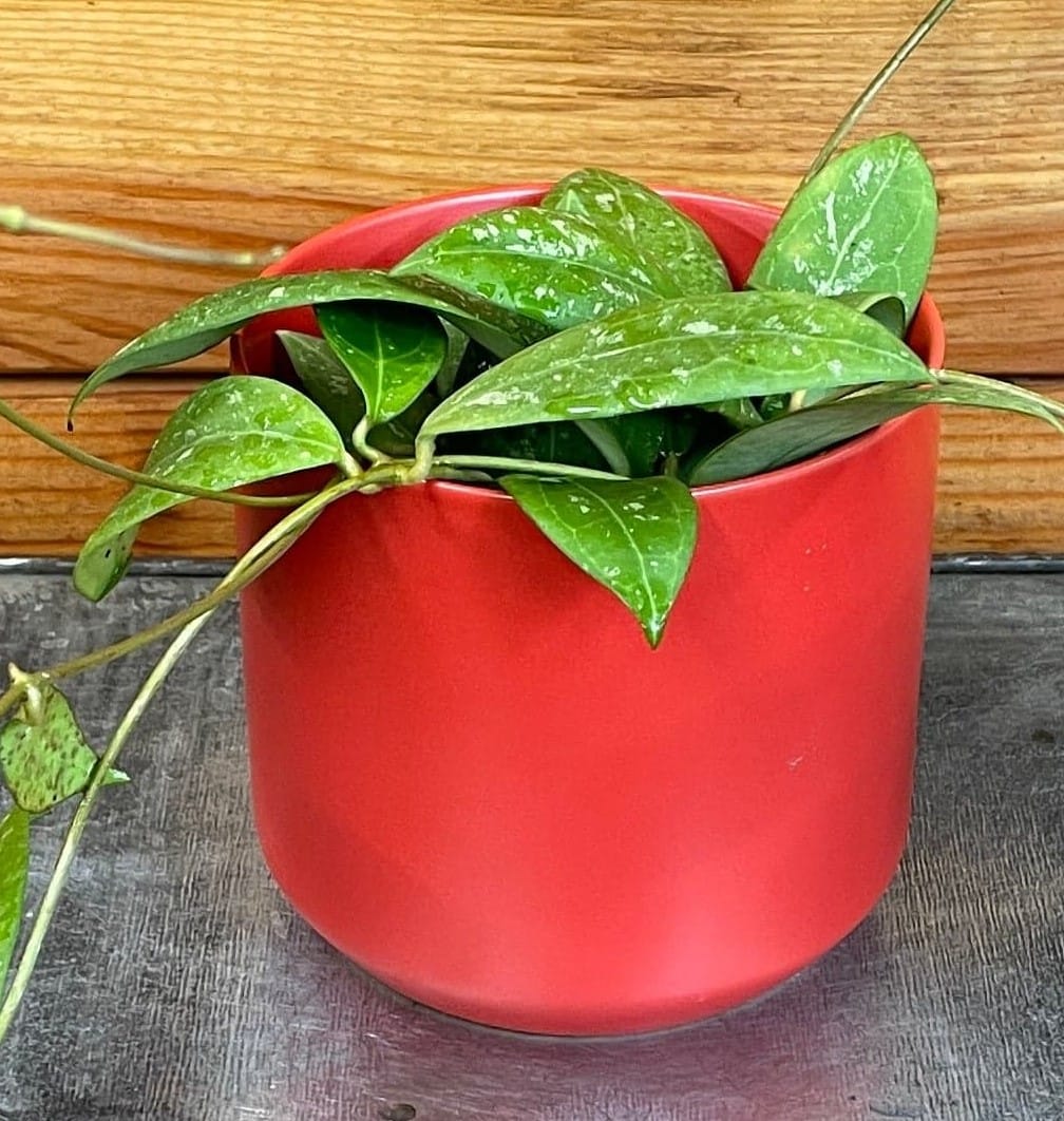 Hoya Erythrostemma Splash, planta de 4 pulgadas
