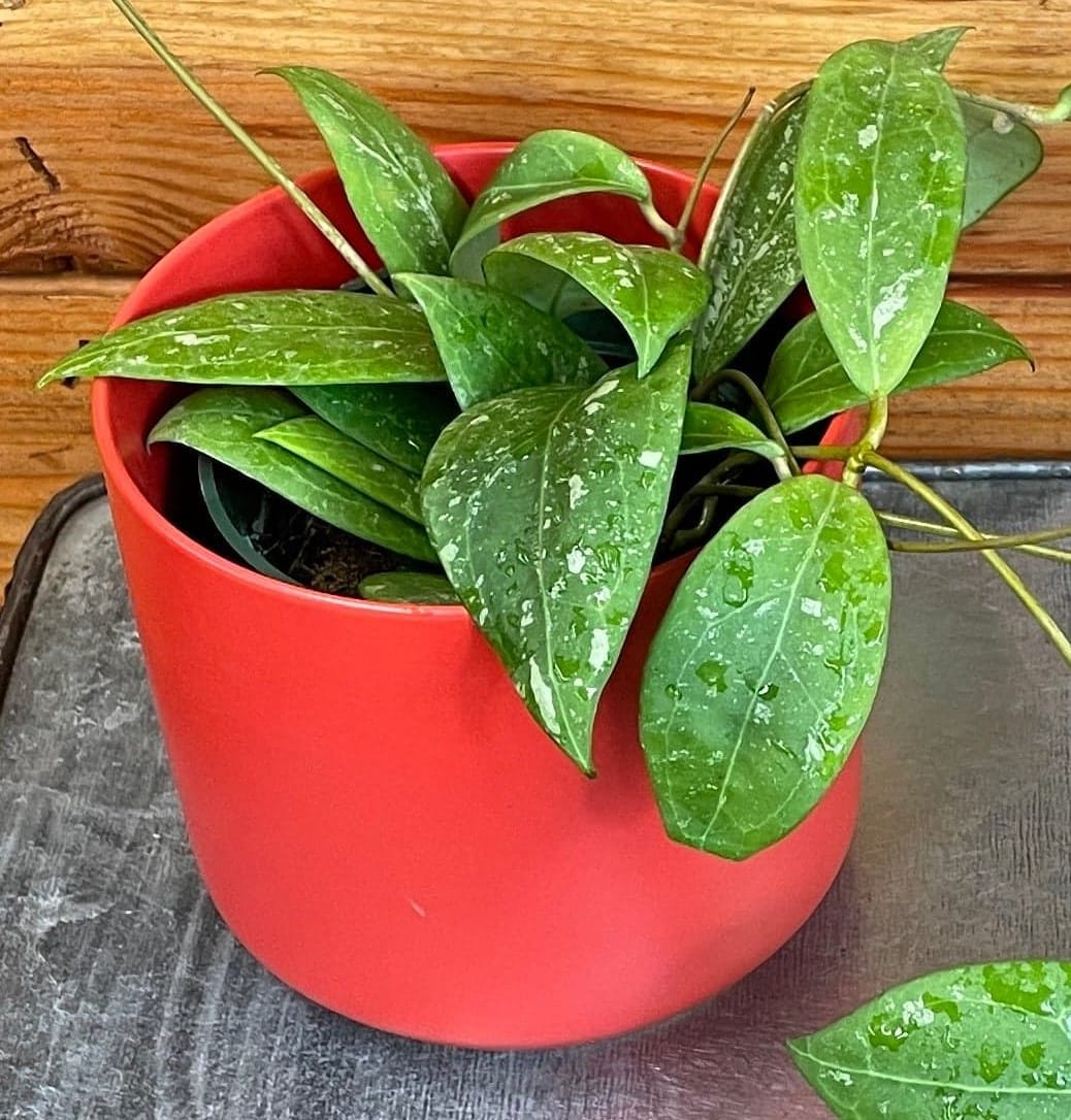 Hoya Erythrostemma Splash, planta de 4 pulgadas
