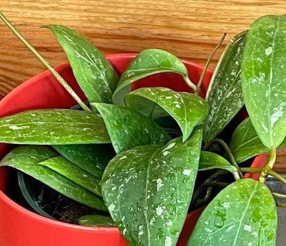 Hoya Erythrostemma Splash, planta de 4 pulgadas