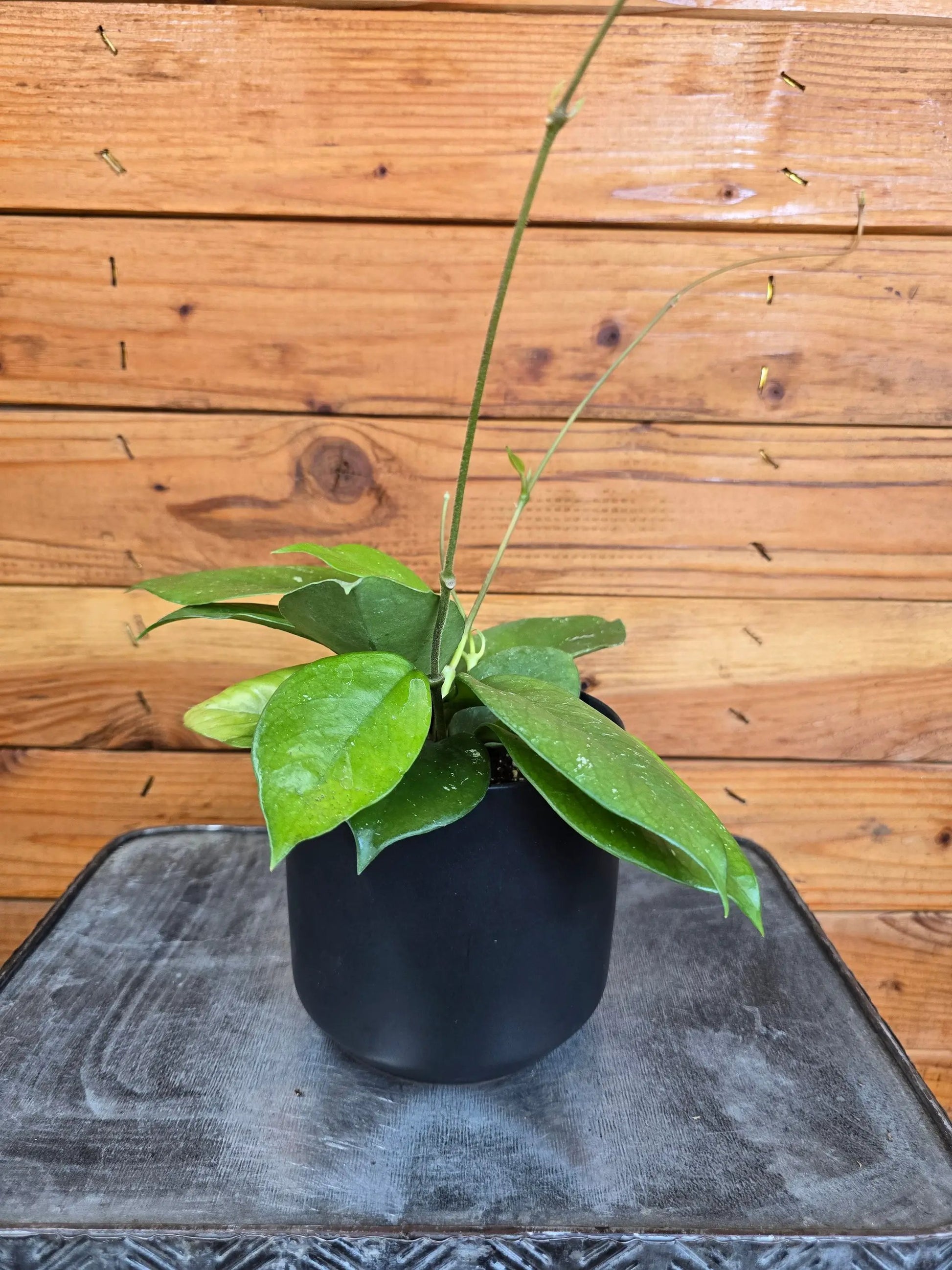 - image on Tampa Home & Garden Store