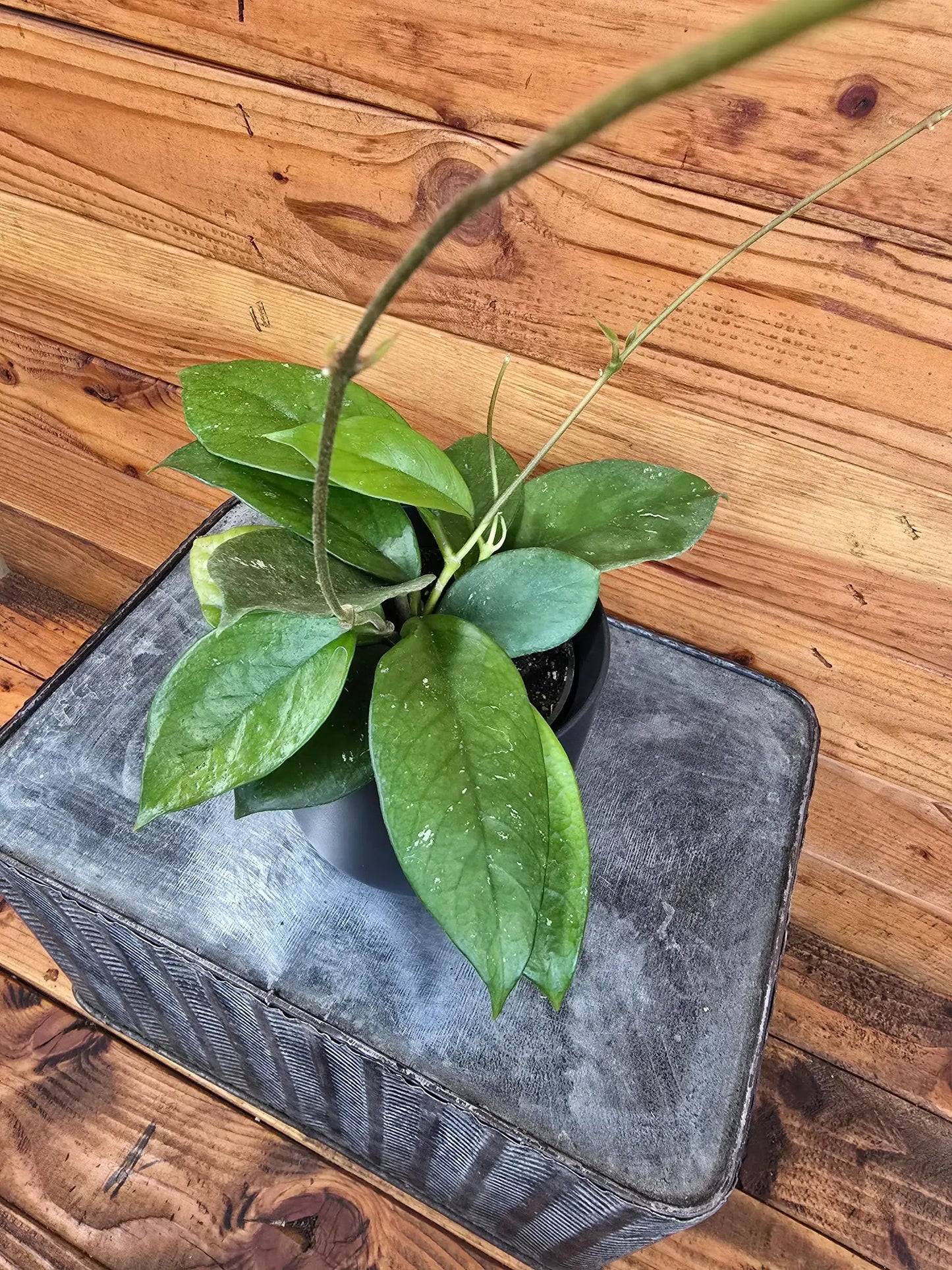 - image on Tampa Home & Garden Store