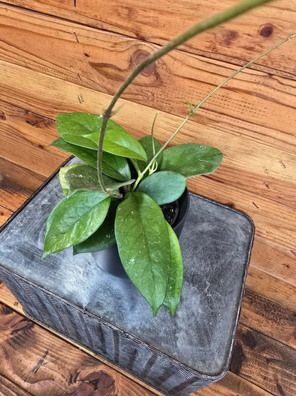 - image on Tampa Home & Garden Store