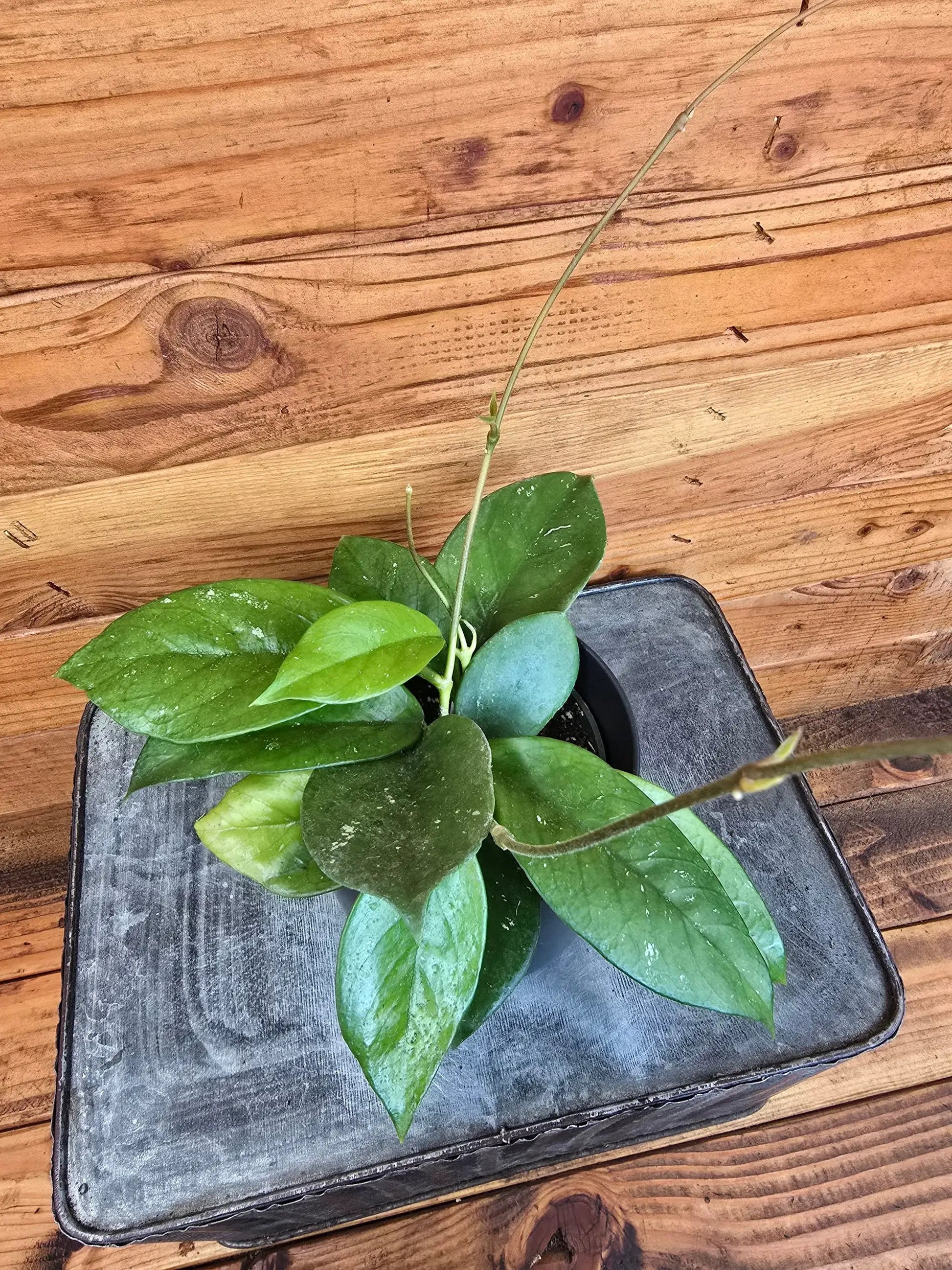 - image on Tampa Home & Garden Store