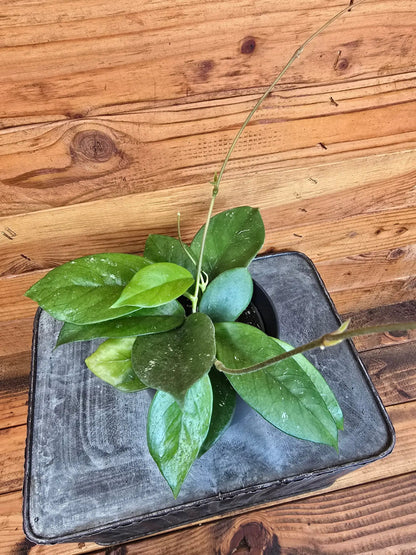 - image on Tampa Home & Garden Store