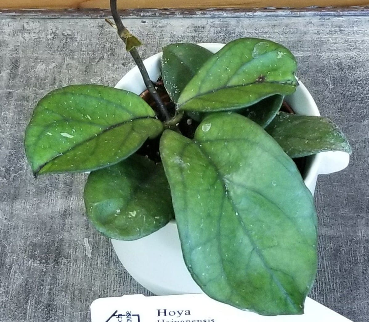 Hoya Hainanensis, planta de 2"