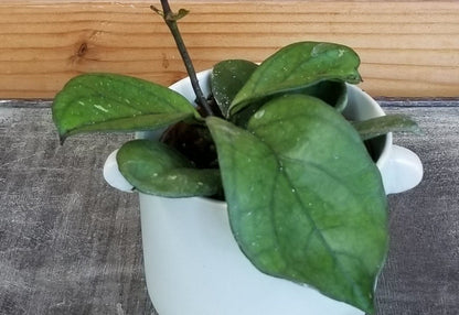 Hoya Hainanensis, planta de 2"