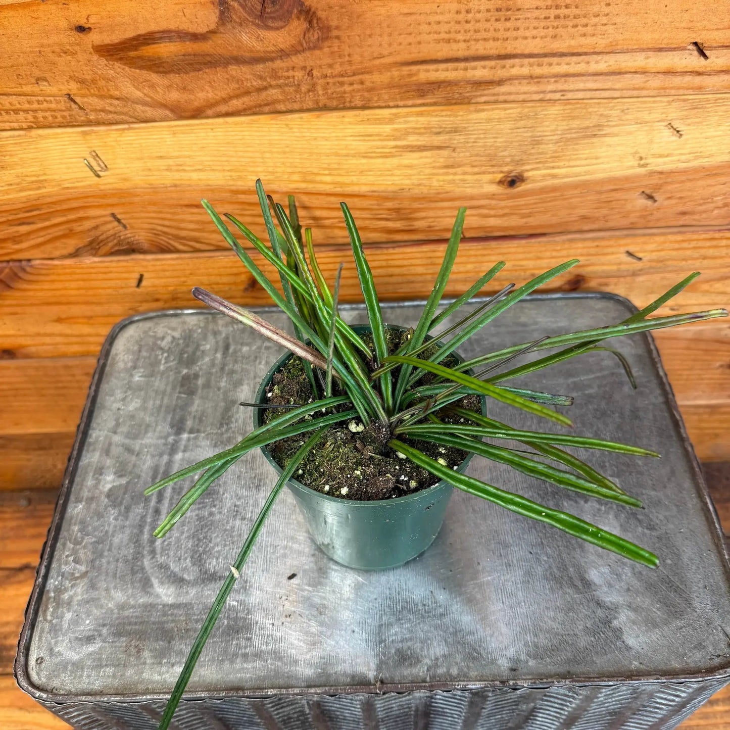 - image on Tampa Home & Garden Store