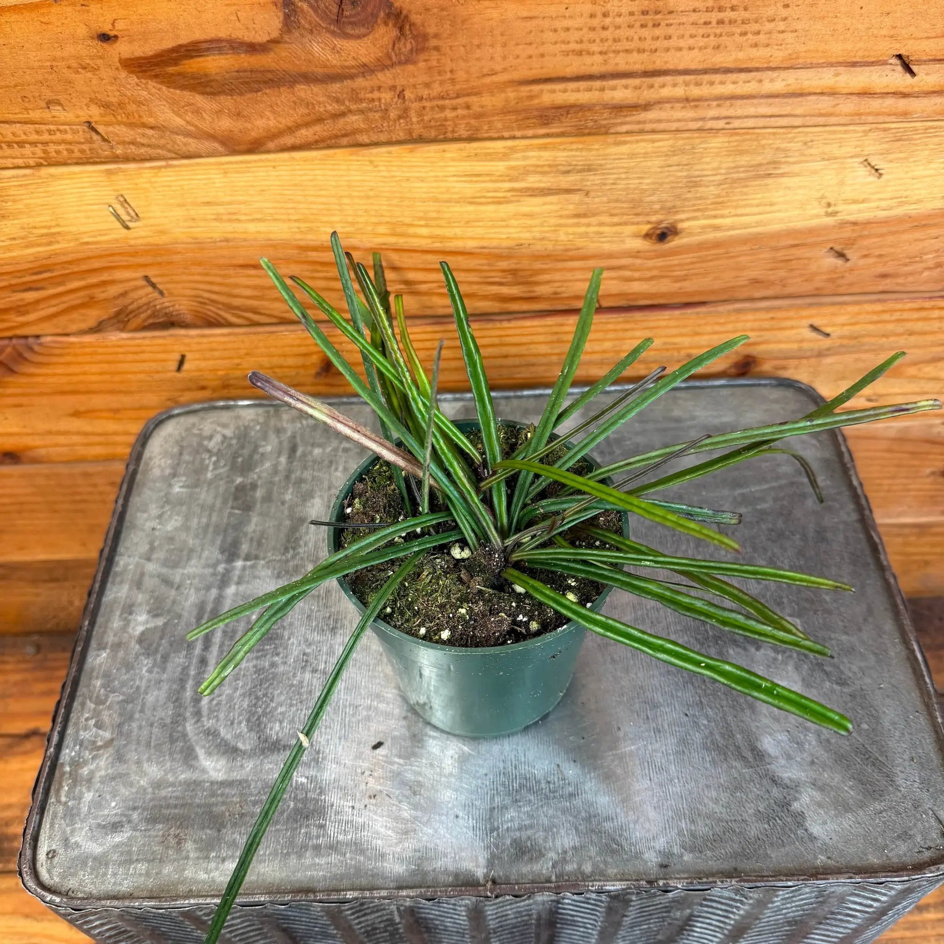 - image on Tampa Home & Garden Store