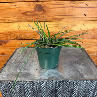 - image on Tampa Home & Garden Store