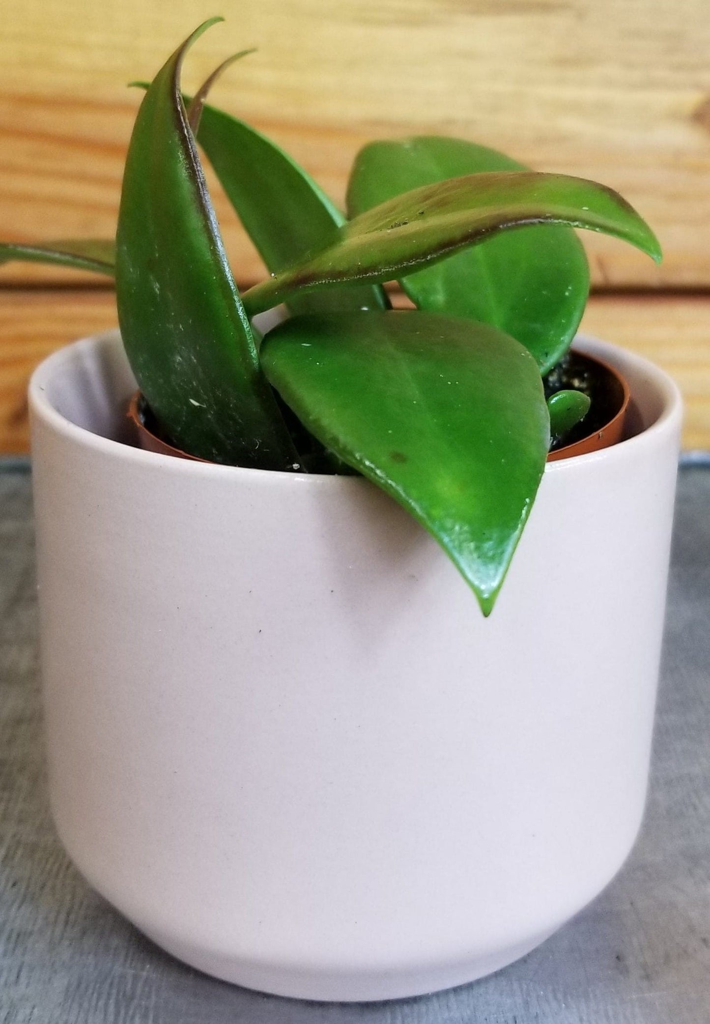 Hoya Minahassae, planta de 2"