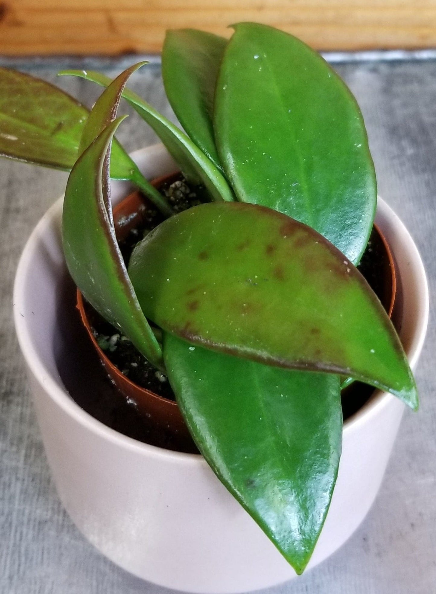 Hoya Minahassae, planta de 2"
