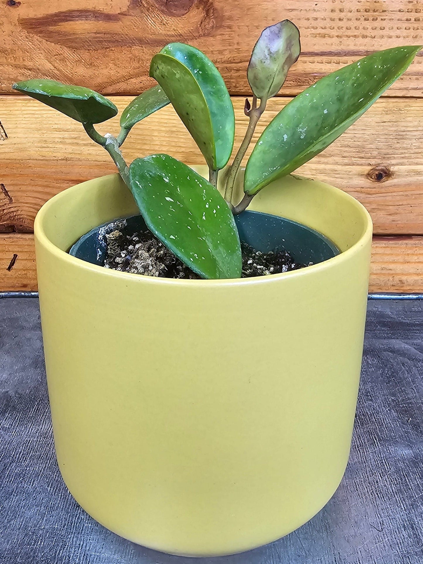 Hoya Obovata, planta de 4"
