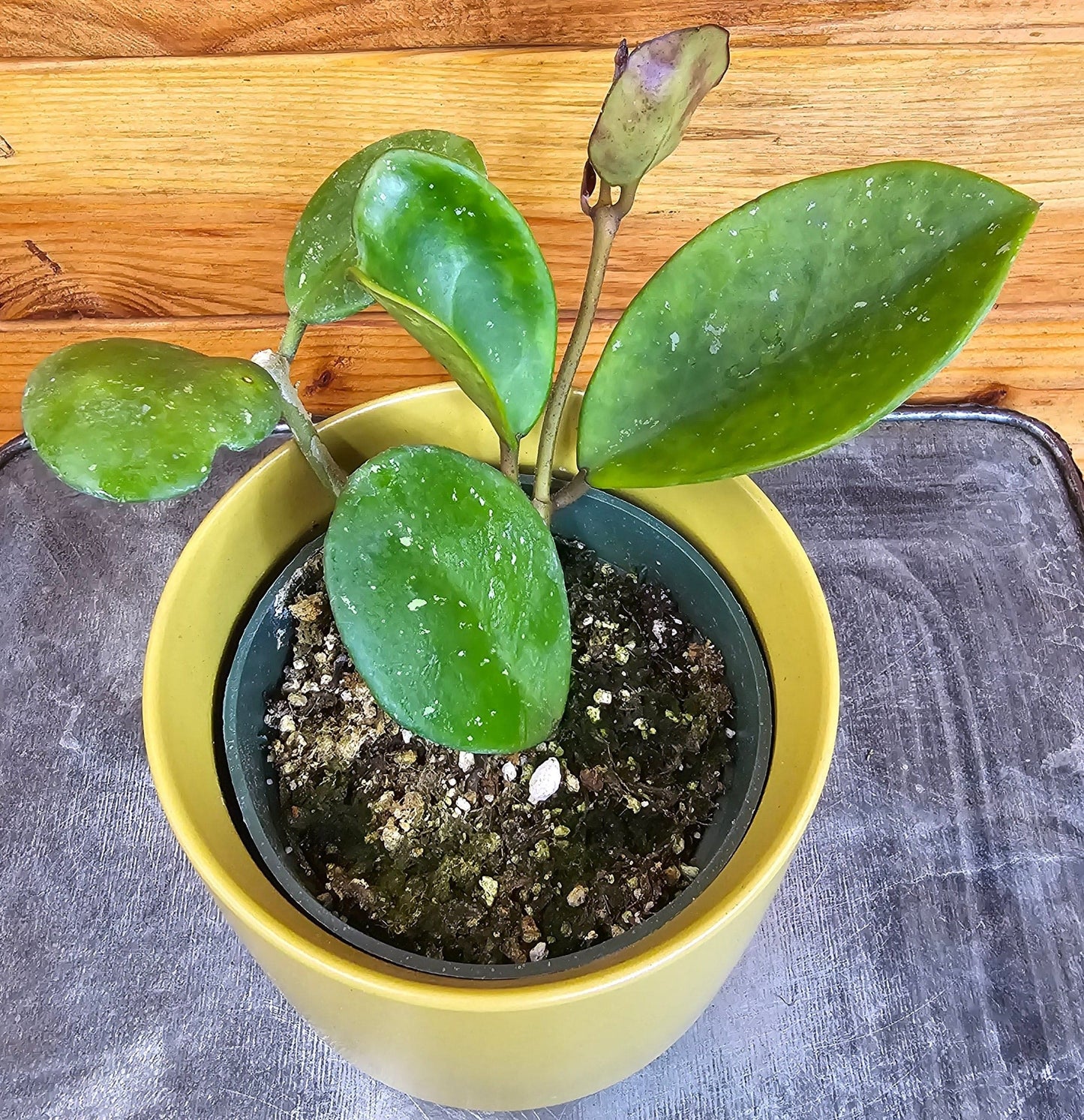 Hoya Obovata, planta de 4"